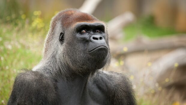 Close up of a gorilla showing its facial expression in a natural habitat