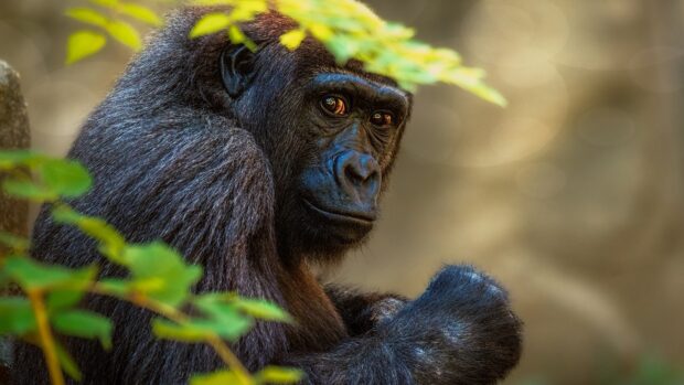 Close up of a gorilla sitting calmly in natural habitat surrounded by green leaves