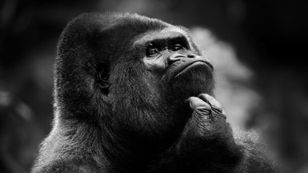 Thoughtful gorilla contemplating with hand on chin in high resolution close up portrait