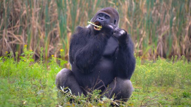Adult gorilla eating plants while sitting in the grass field