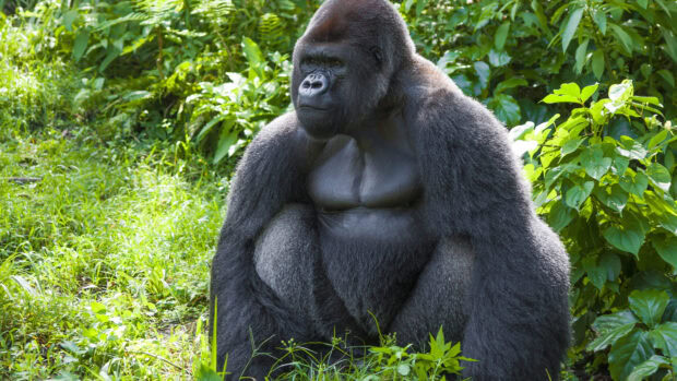 Adult gorilla sitting calmly in green jungle foliage
