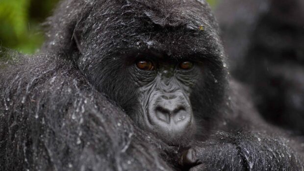 Close up of a gorilla resting with wet fur and deep brown eyes in nature