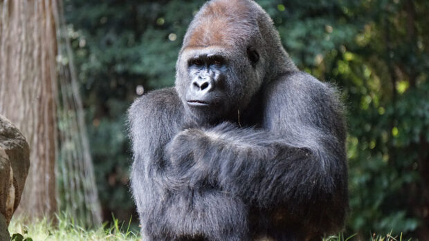 A strong gorilla sitting thoughtfully in a natural forest setting showing its powerful arms