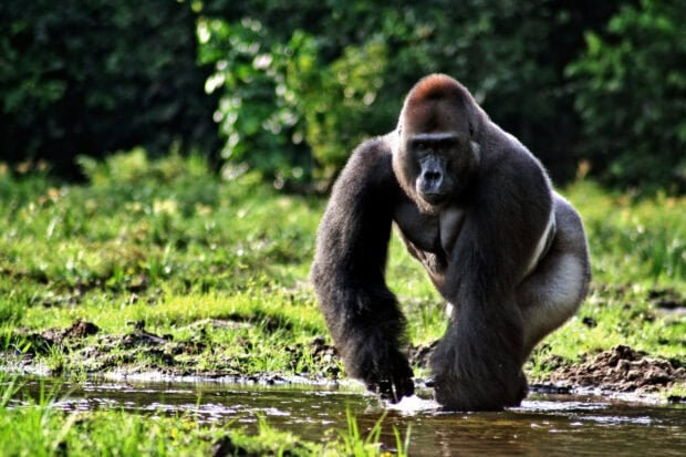 A gorilla walking through a shallow stream in a green forest environment