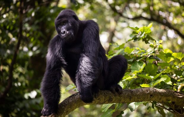 A strong gorilla resting on a tree branch in a lush green forest
