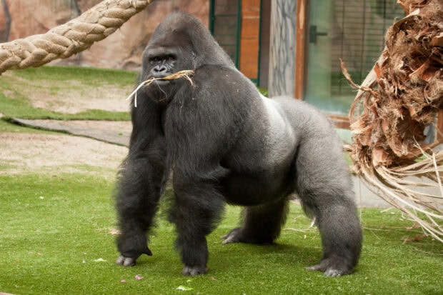Male gorilla standing on grass holding straw in mouth