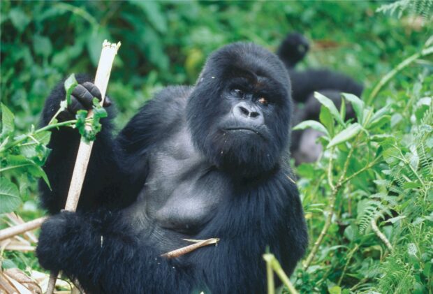 Adult gorilla sitting in green forest holding a stick looking thoughtful