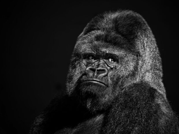 Close up of a fierce gorilla face with detailed fur texture
