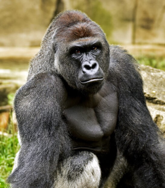 Close up of a strong gorilla sitting outdoors in natural habitat