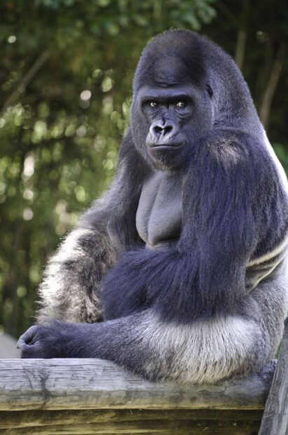A strong gorilla sitting on wooden railing with a natural forest background