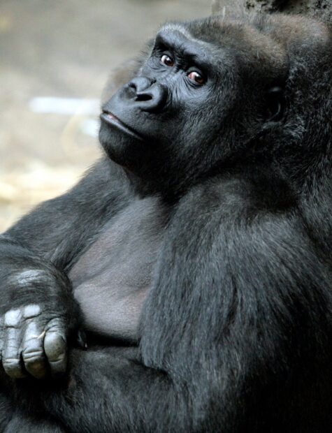 Close up of a strong gorilla sitting calmly and looking thoughtfully