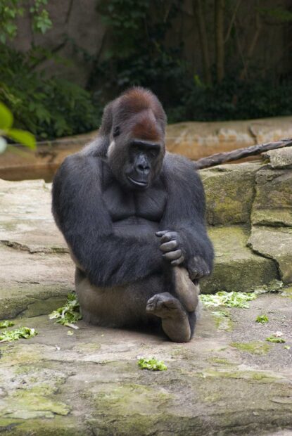 A thoughtful gorilla sitting alone in a natural enclosure holding its foot