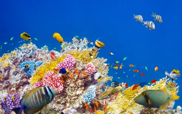 Colorful coral and diverse marine life in the Great Barrier Reef coral reef ecosystem
