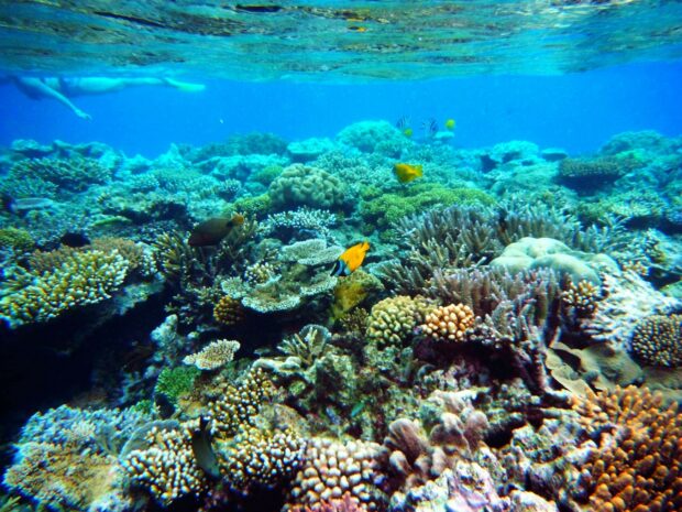 Colorful coral reefs and diverse fish in the Great Barrier Reef underwater scene