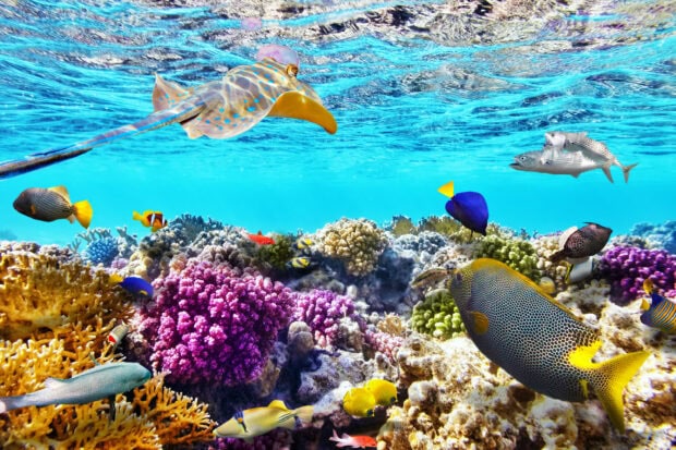 Colorful marine life and coral reef at Great Barrier Reef underwater scene