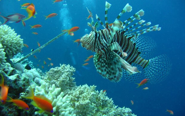 A lionfish swimming near coral reefs in the Great Barrier Reef ecosystem