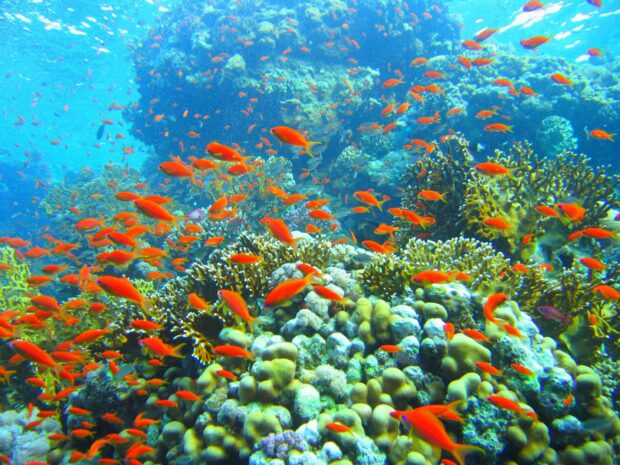 Vibrant coral reef with numerous colorful fish in the Great Barrier Reef underwater scene
