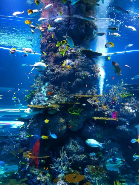 Colorful coral reef with diverse fish swimming in the Great Barrier Reef aquarium