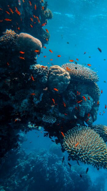Vibrant coral reef with small colorful fish swimming in clear ocean water at Great Barrier Reef