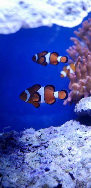 Clownfish swimming among coral in the Great Barrier Reef ocean environment