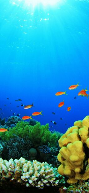 Colorful coral reef with tropical fish in the Great Barrier Reef under clear blue water