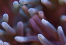 Close up of clownfish among coral in Great Barrier Reef aquatic scene
