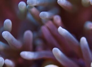 Close up of clownfish among coral in Great Barrier Reef aquatic scene
