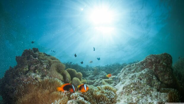 Colorful coral reef with clownfish swimming under the sunlight in the Great Barrier Reef