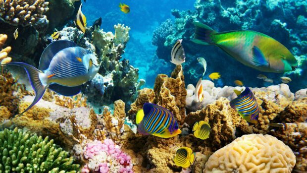 Colorful coral reef with diverse fish at Great Barrier Reef under clear water