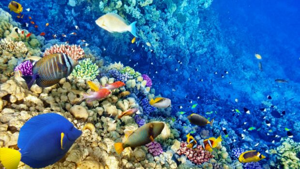 Colorful coral reef with various fish in the Great Barrier Reef ecosystem
