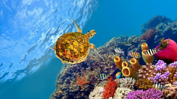 A sea turtle swimming over vibrant coral reef with colorful fish in the Great Barrier Reef