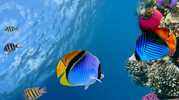 Colorful tropical fish swimming near coral in Great Barrier Reef ocean