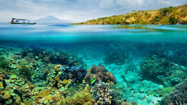 Coral reef ecosystem vibrant with marine life at the Great Barrier Reef