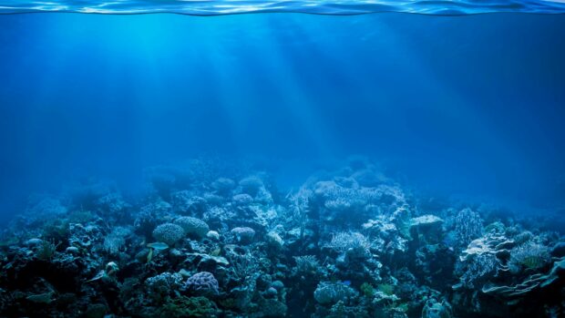 Underwater coral reef ecosystem in the Great Barrier Reef with vibrant marine life and blue water rays
