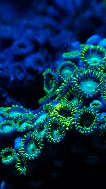 Close up of coral polyps in the Great Barrier Reef glowing under blue light