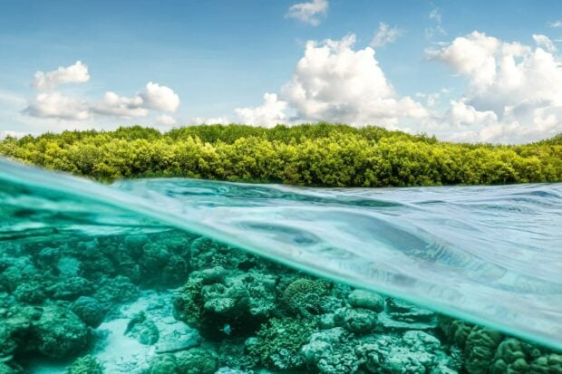 Clear underwater view of coral reefs and lush greenery along the Great Barrier Reef