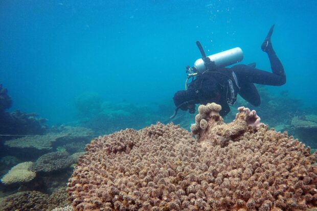 A diver exploring coral formations in the Great Barrier Reef underwater environment