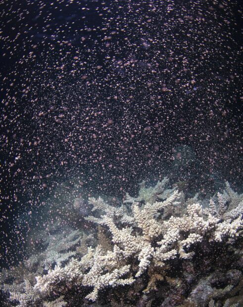White coral with floating particles underwater at Great Barrier Reef