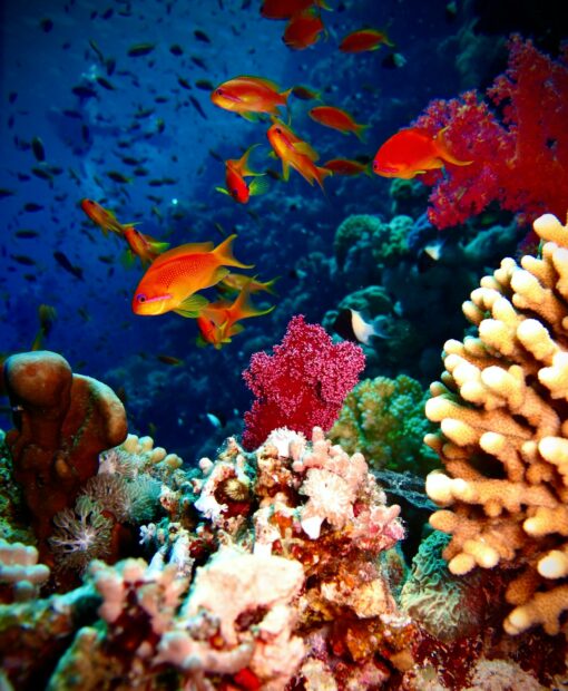 Vibrant coral reef with colorful fish in the Great Barrier Reef underwater scene