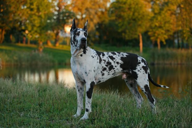 A Great Dane standing on grass near a lake with trees in the background