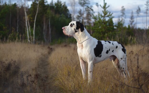 Great Dane standing in dry grass field looking into the distance