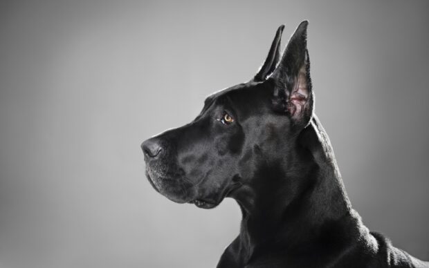 Profile of a black Great Dane dog looking calm in a studio setting