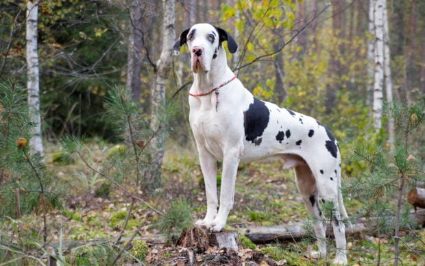 White Great Dane standing on a tree stump in a forest with autumn foliage