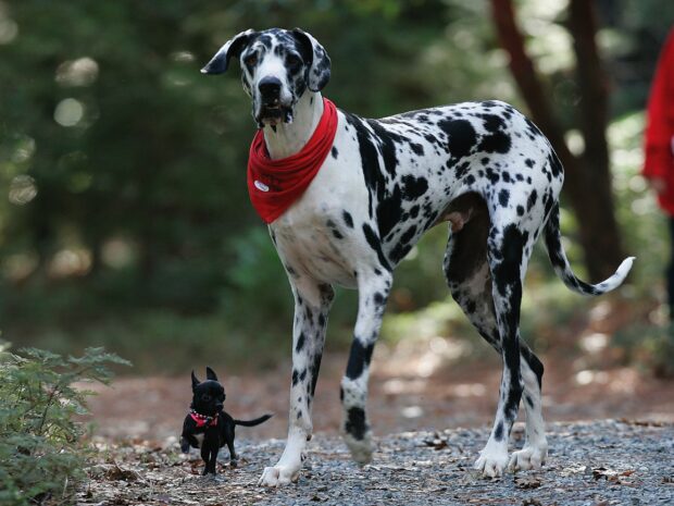 A Great Dane wearing a red bandana walking outdoors with a small black dog on a forest path
