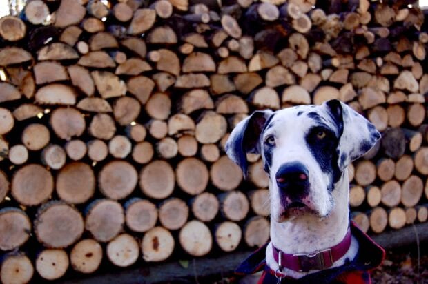 A Great Dane with black and white fur sitting in front of a pile of cut logs