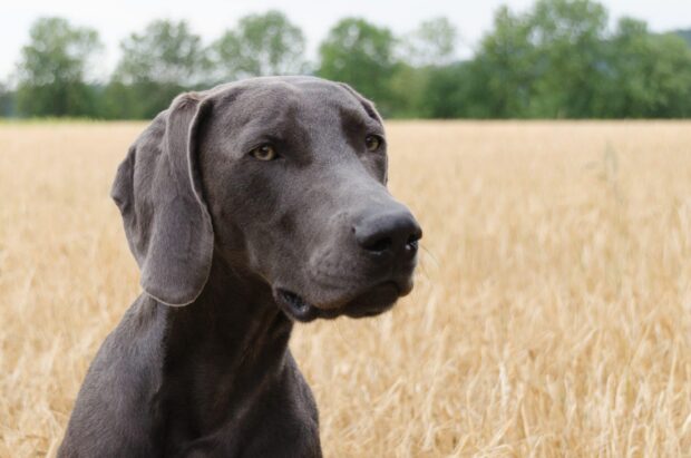 Close up of a Great Dane sitting in a golden wheat field looking attentive