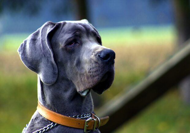 Close up of a Great Dane wearing a brown collar looking thoughtfully into the distance