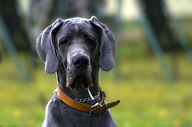 Close up of a Great Dane wearing a brown collar outdoors in a blurred background