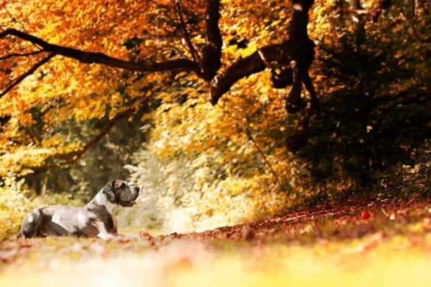 A Great Dane resting on the autumn ground surrounded by vibrant fall foliage