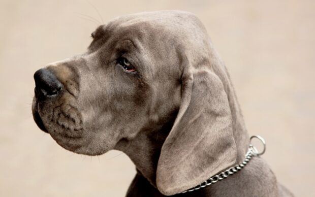 Close up of a Great Dane with a chain collar looking to the side